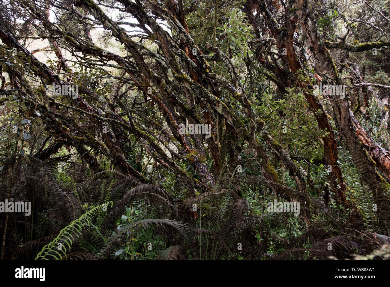 Il Polylepis foresta a 3850 metri è uno dei pochissimi posti rimanenti con Polylepis alberi negli altopiani delle Ande in Ecuador. Foto Stock