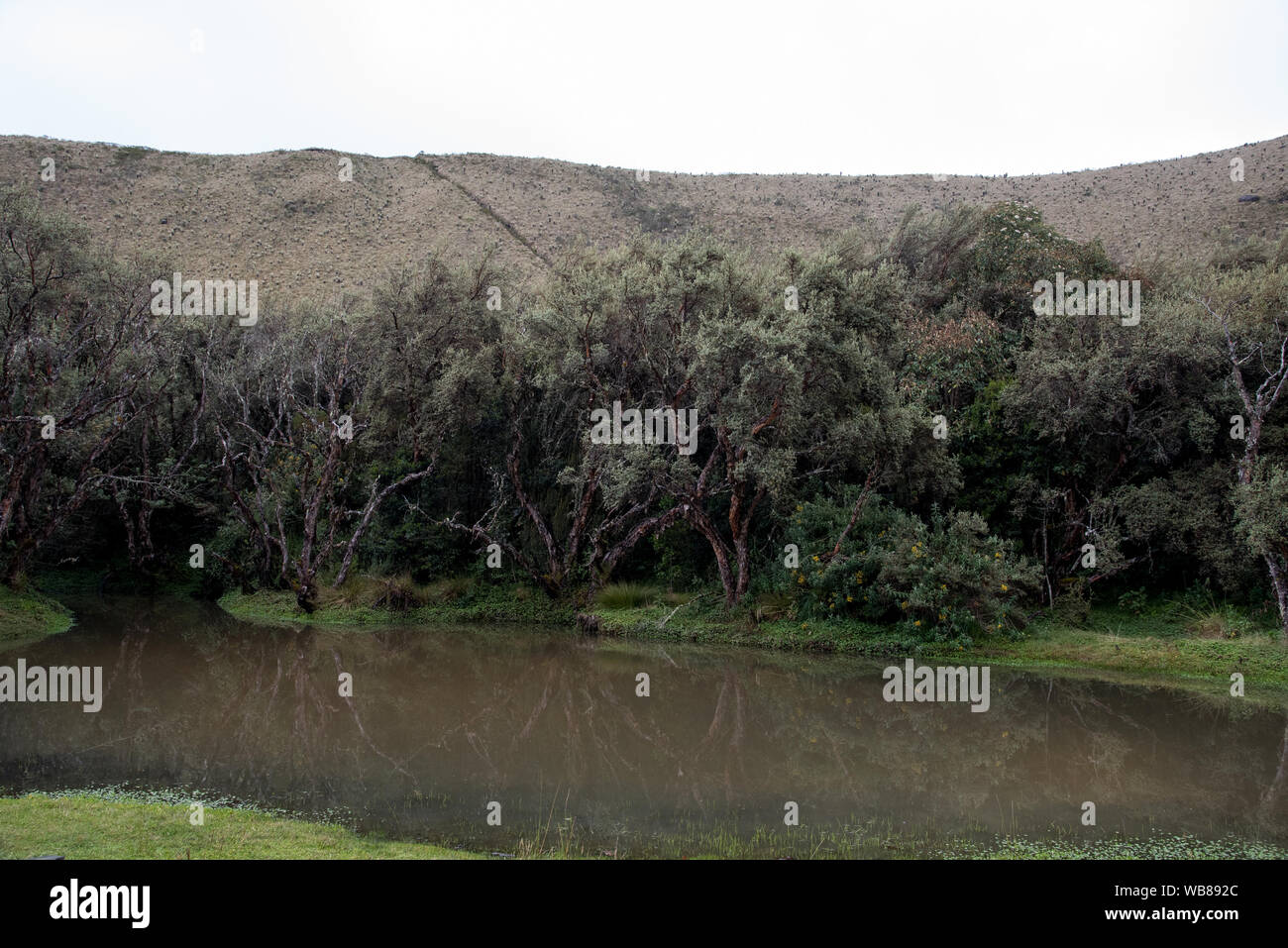 Il Polylepis foresta a 3850 metri è uno dei pochissimi posti rimanenti con Polylepis alberi negli altopiani delle Ande in Ecuador. Foto Stock