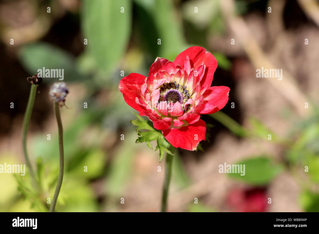 Parzialmente chiuso in bicolore rosso e bianco Anemone pianta perenne con completamente aperta petali di fiore e scuro centro Nero piantati in locale Urbano garden Foto Stock