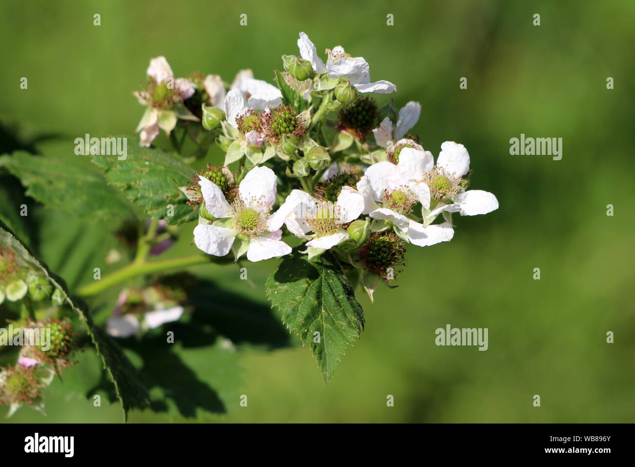Rosso lampone o Rubus idaeus o lampone o unione lampone pianta perenne singolo ramo pieno di open puro fiore fiori bianchi Foto Stock