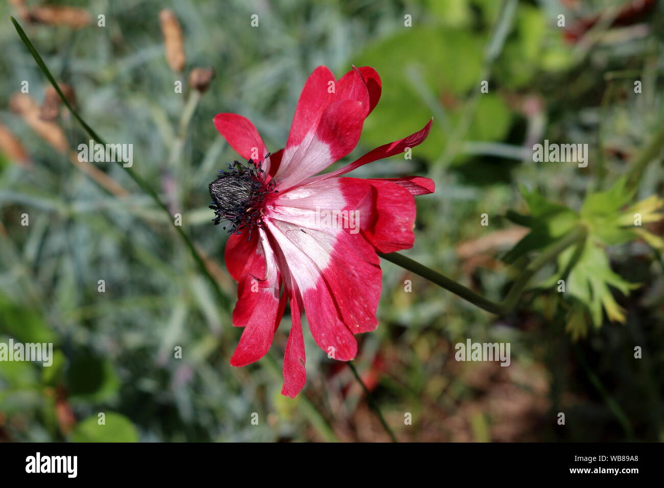 Vista laterale di Anemone pianta perenne con completamente aperto blooming bicolore rosso e petali di colore bianco con il nero scuro centro piantato nel locale Urbano garden Foto Stock