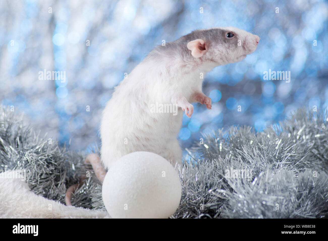 Anno nuovo concetto. Carino bianco ratto domestico in un nuovo anno di decor. Simbolo dell'anno 2020 è un ratto. Doni, giocattoli, ghirlande, Natale a rami di alberi Foto Stock