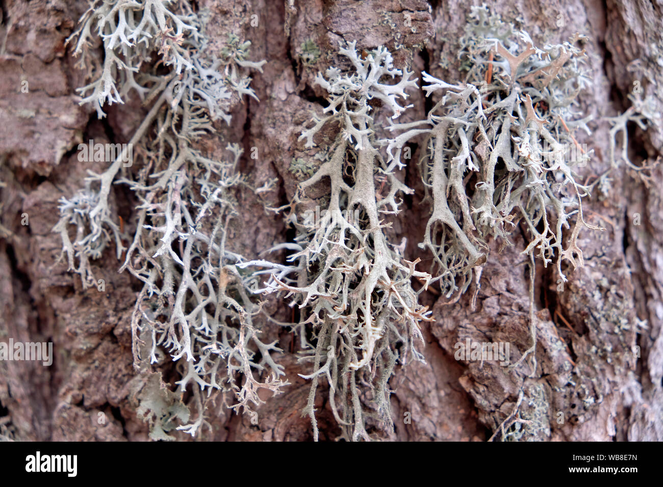 Lichen planus immagini e fotografie stock ad alta risoluzione - Alamy