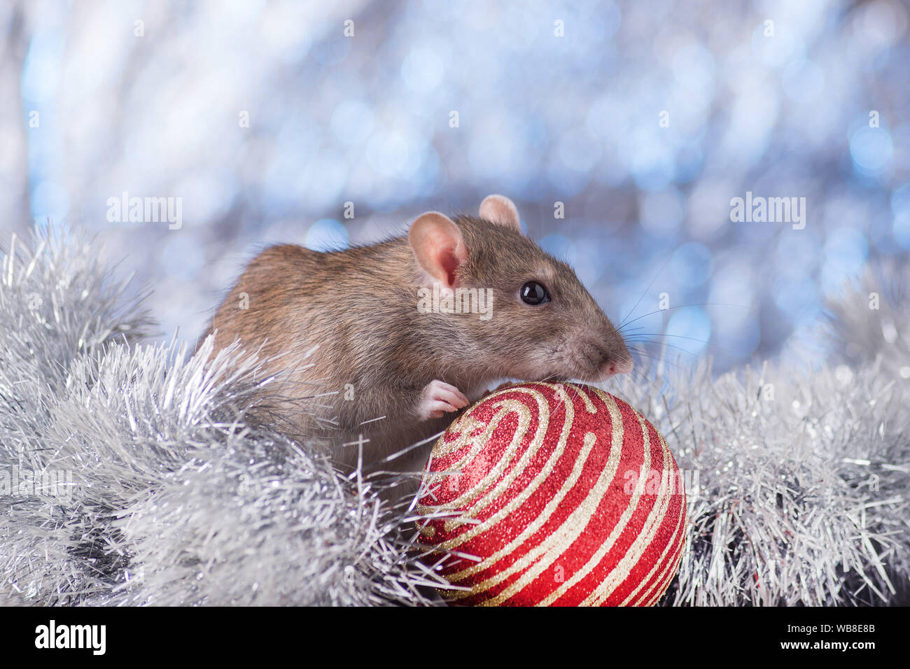 Anno nuovo concetto. Carino bianco ratto domestico in un nuovo anno di decor. Simbolo dell'anno 2020 è un ratto. Doni, giocattoli, ghirlande, Natale a rami di alberi Foto Stock