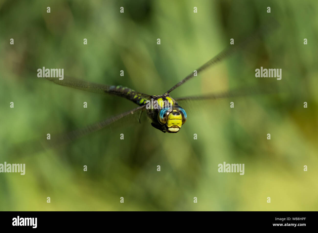 Close up dei battenti o Southern Blue Hawker dragonfly (Aeshna cyanea) rivolta verso la telecamera iridato con gli occhi blu. Foto Stock