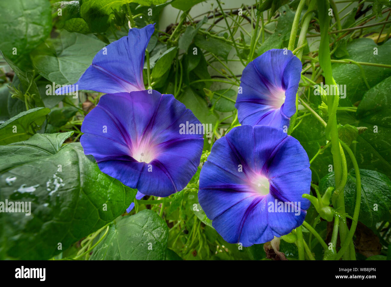 Gloria di mattina dettaglio Foto Stock