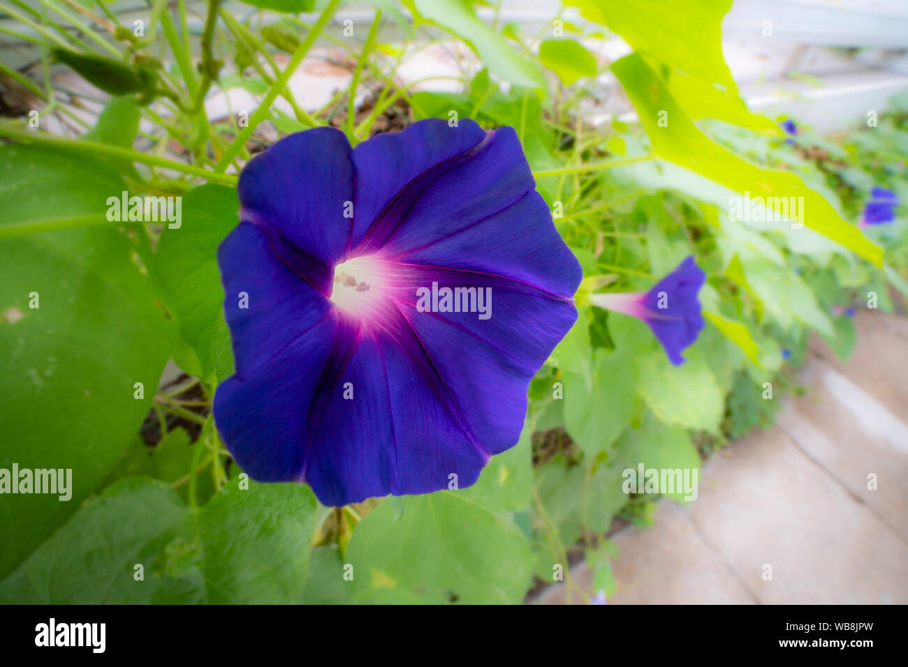 Gloria di mattina dettaglio Foto Stock