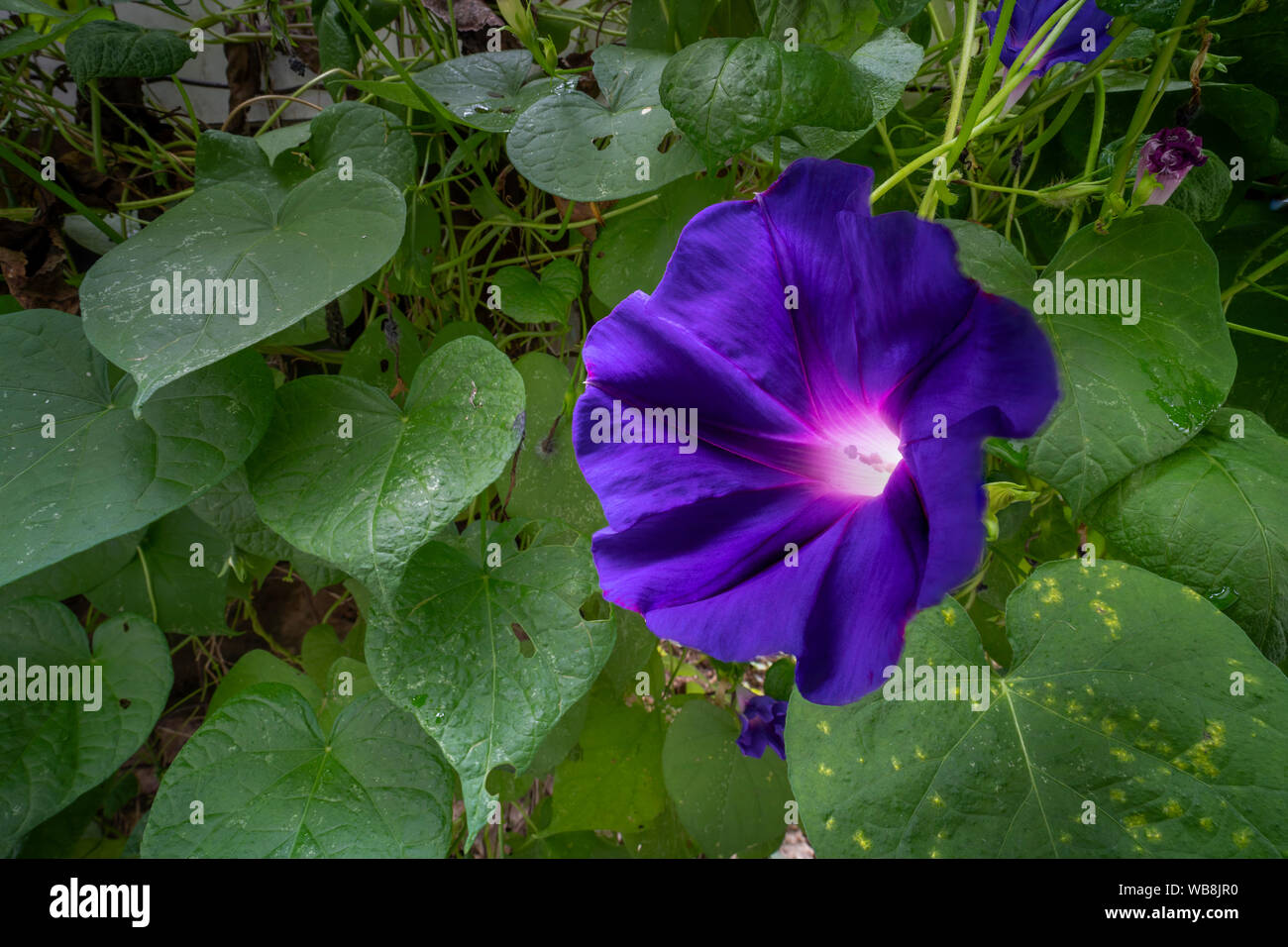 Gloria di mattina dettaglio Foto Stock