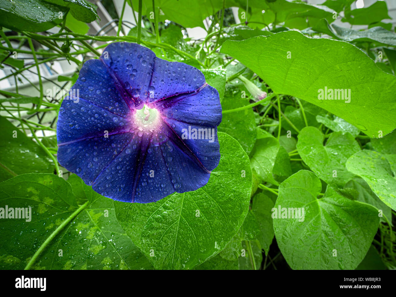 Gloria di mattina dettaglio Foto Stock