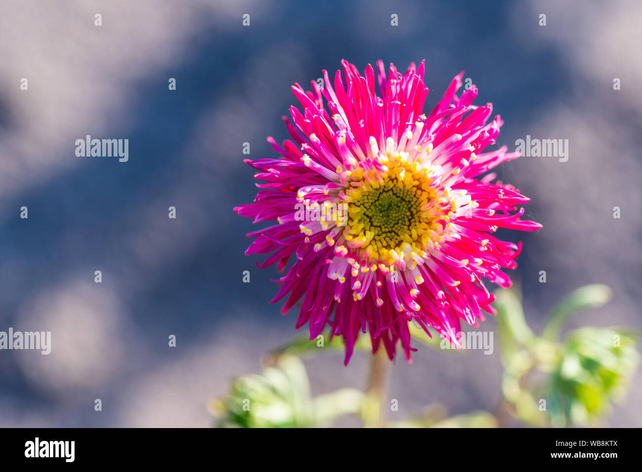 Molti fiori luminosi teste con sfondo verde Foto Stock