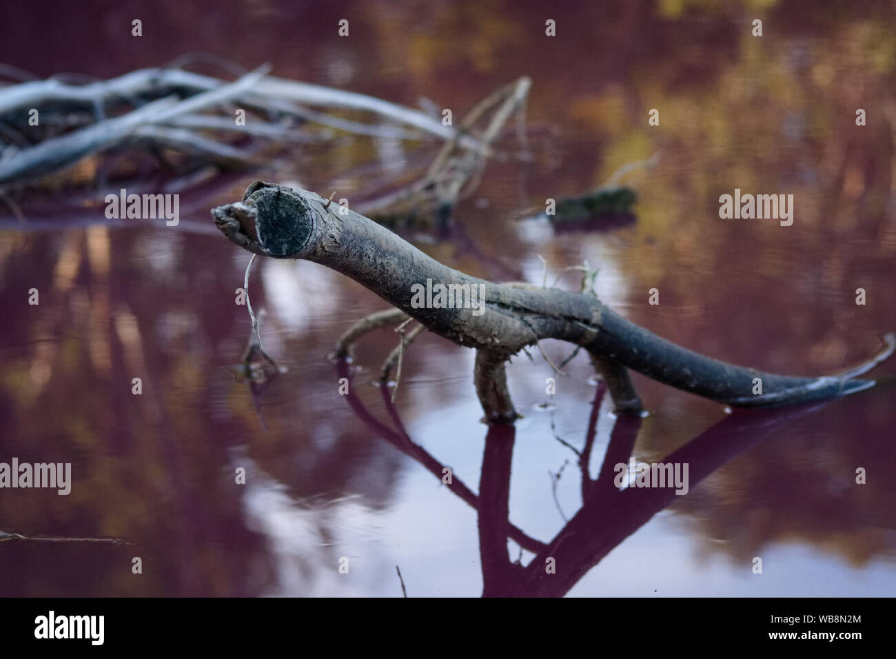 Il legno vecchio in acqua di rosa, rosa lago vicino a Melbourne, Australia. Foto Stock