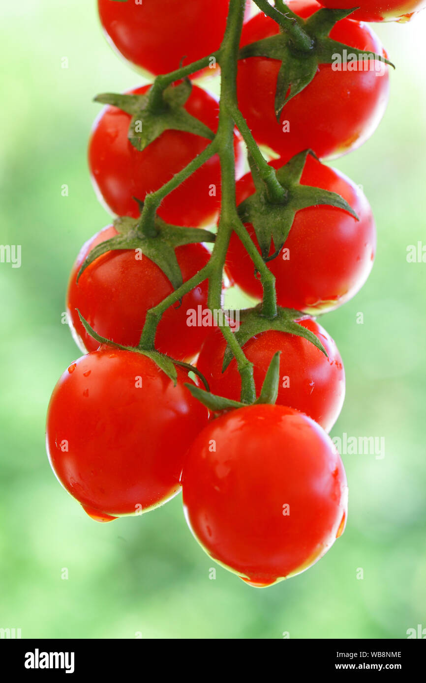 I pomodori sono appesi a un ramo con sfondo verde all'aperto Foto Stock