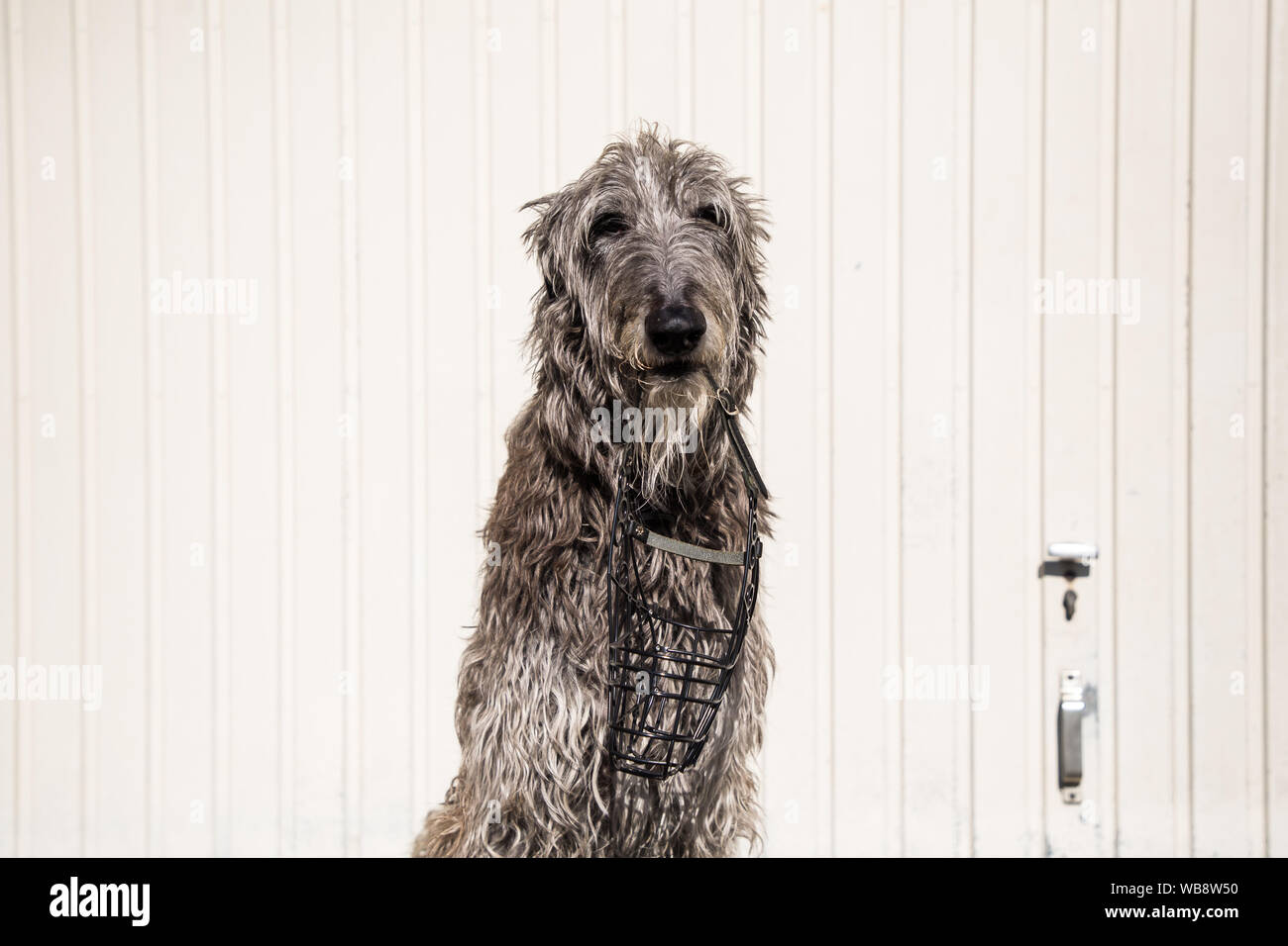 Sir Henry scottish deerhound Foto Stock