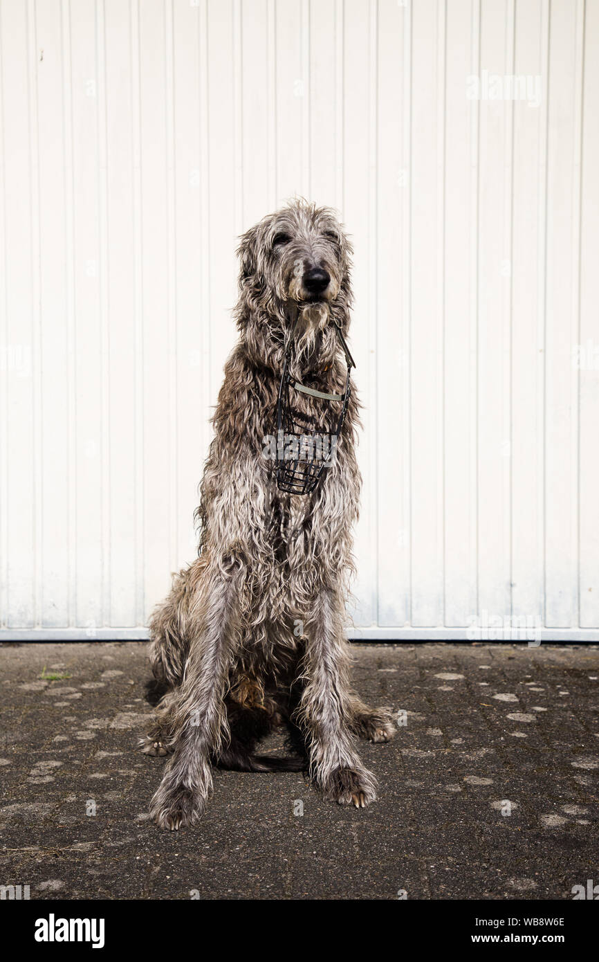 Sir Henry scottish deerhound Foto Stock