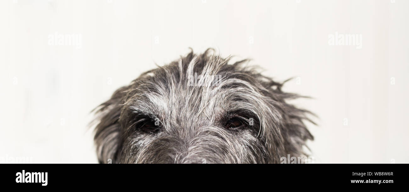 Sir Henry scottish deerhound Foto Stock