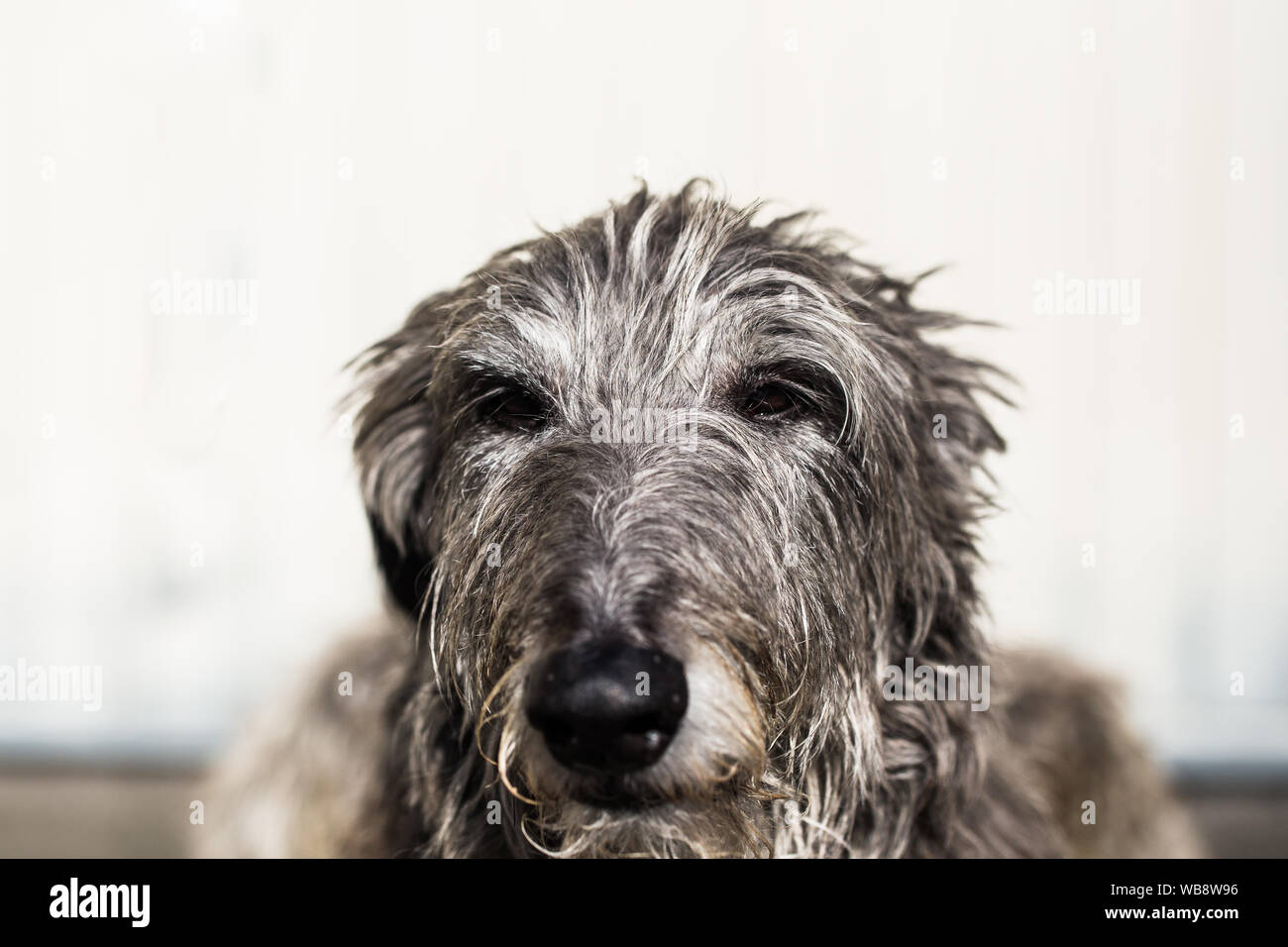 Sir Henry scottish deerhound Foto Stock