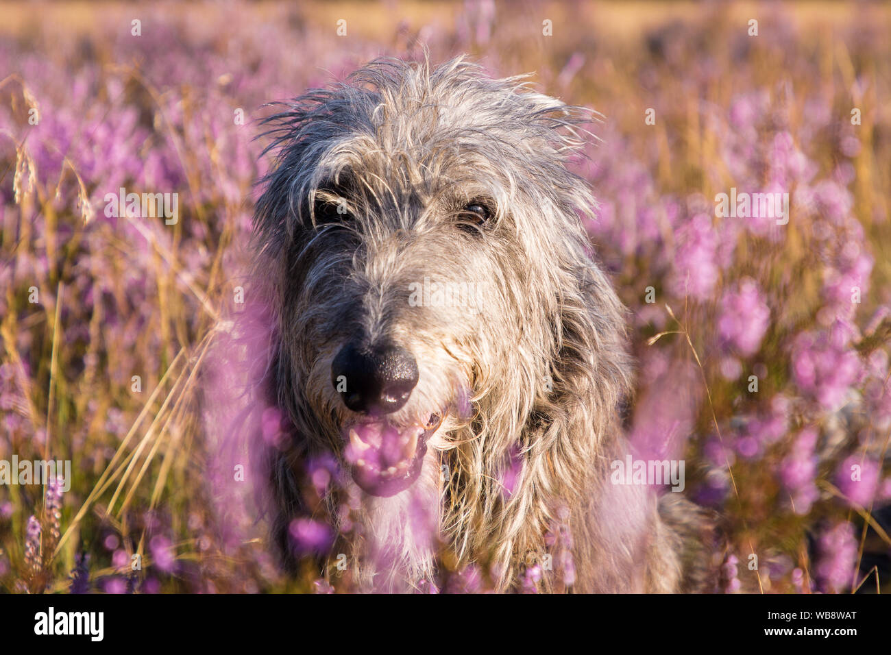 Sir Henry scottish deerhound Foto Stock