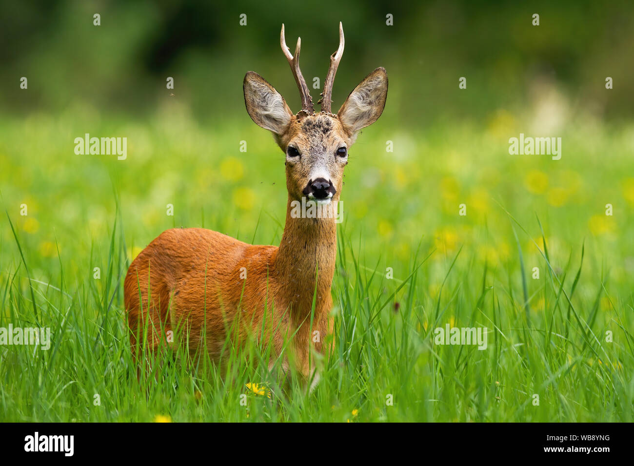 Il capriolo Capreolus capreolus, buck di fronte alla fotocamera in piedi in alto di erba verde con giallo fiore fiori selvatici in background. Cervo selvatico animale con un Foto Stock