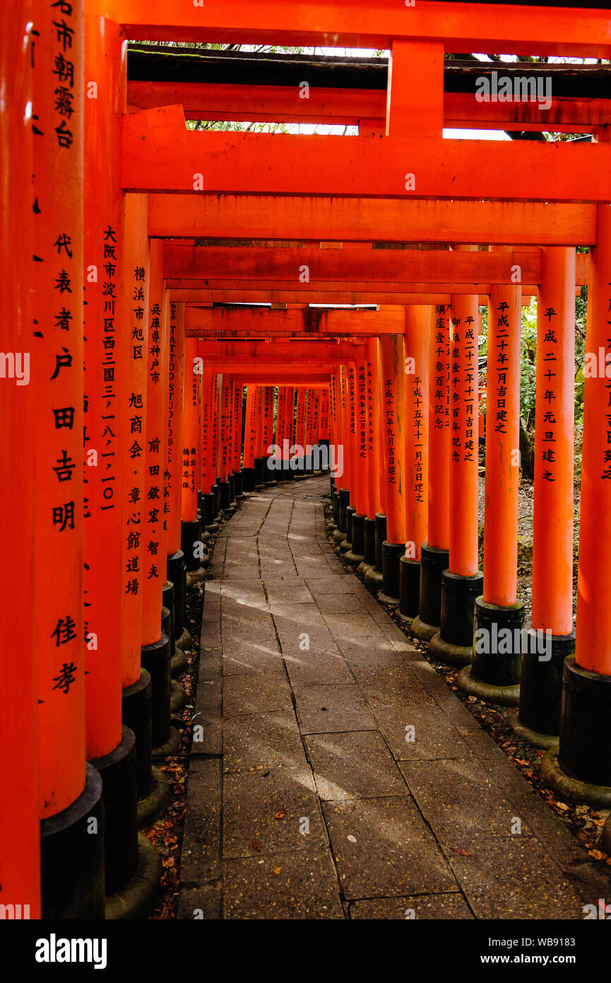 Infinite vermiglio corridoio di Torii con caratteri giapponesi nei famosi Fushimi Inaria-Taisha nel forsts intorno a Kyoto, Giappone Novembre 2018 Foto Stock