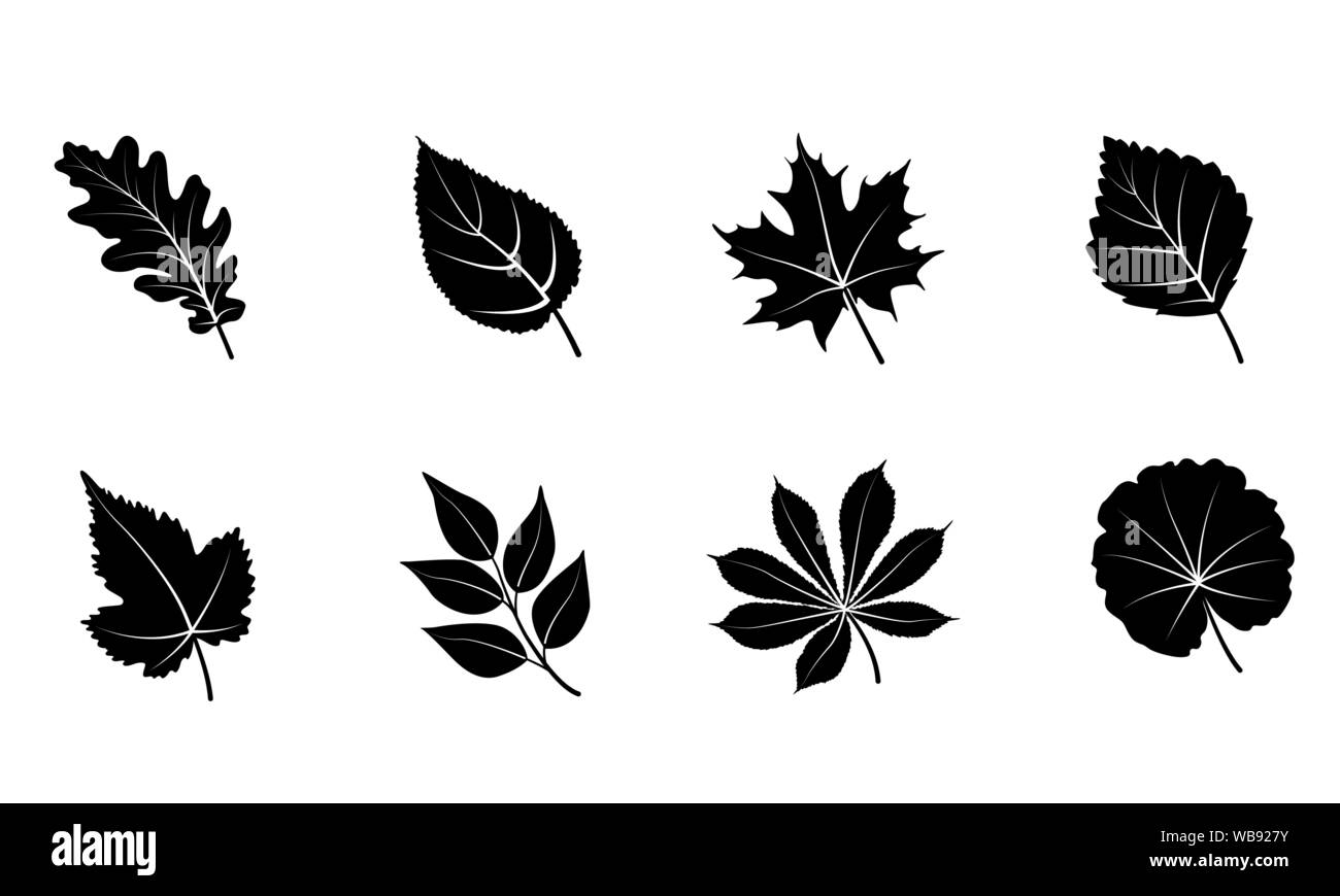 Glifo Foglie di autunno set. Isolato su sfondo bianco. Silhouette nera - foglie di quercia, acero, uva, rowan, betulla. Illustrazione Vettoriale. Illustrazione Vettoriale