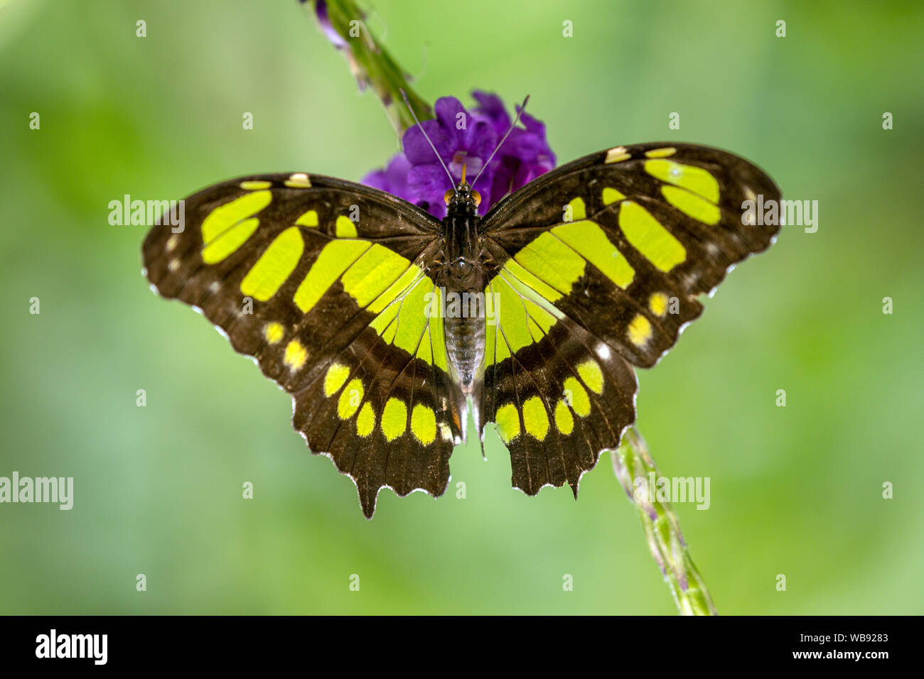 Macro di Malachite Butterfly ( Siproeta stelenes) appollaia con ali aperte sul fiore viola. Distribuzione dal sud degli Stati Uniti per il Brasile. Foto Stock