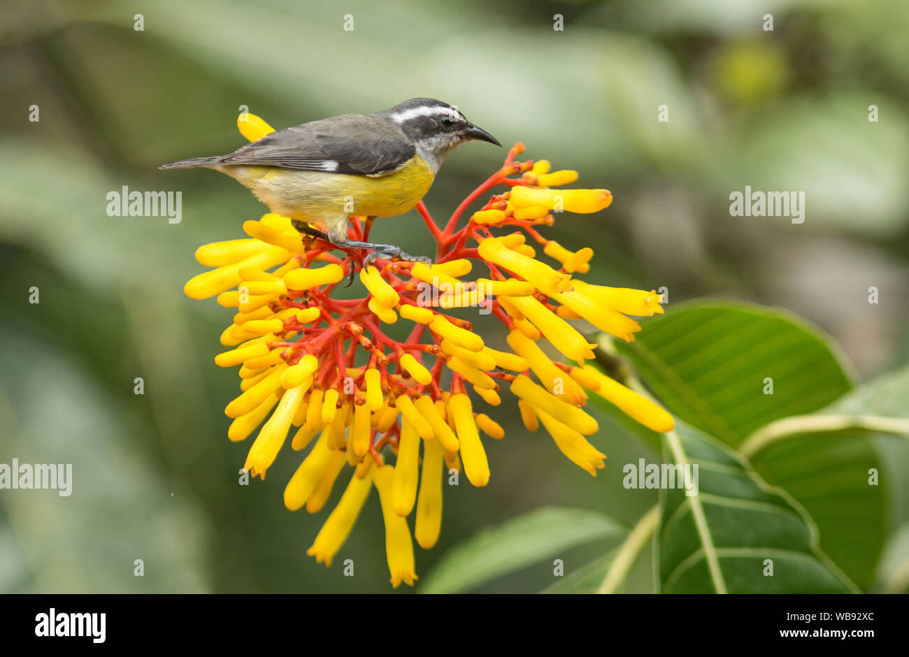 Primo piano di uccello Bananaquit( Coereba flaveola) appollaiate su colorata di rosso e di giallo dei fiori in sud Ecuador Foto Stock