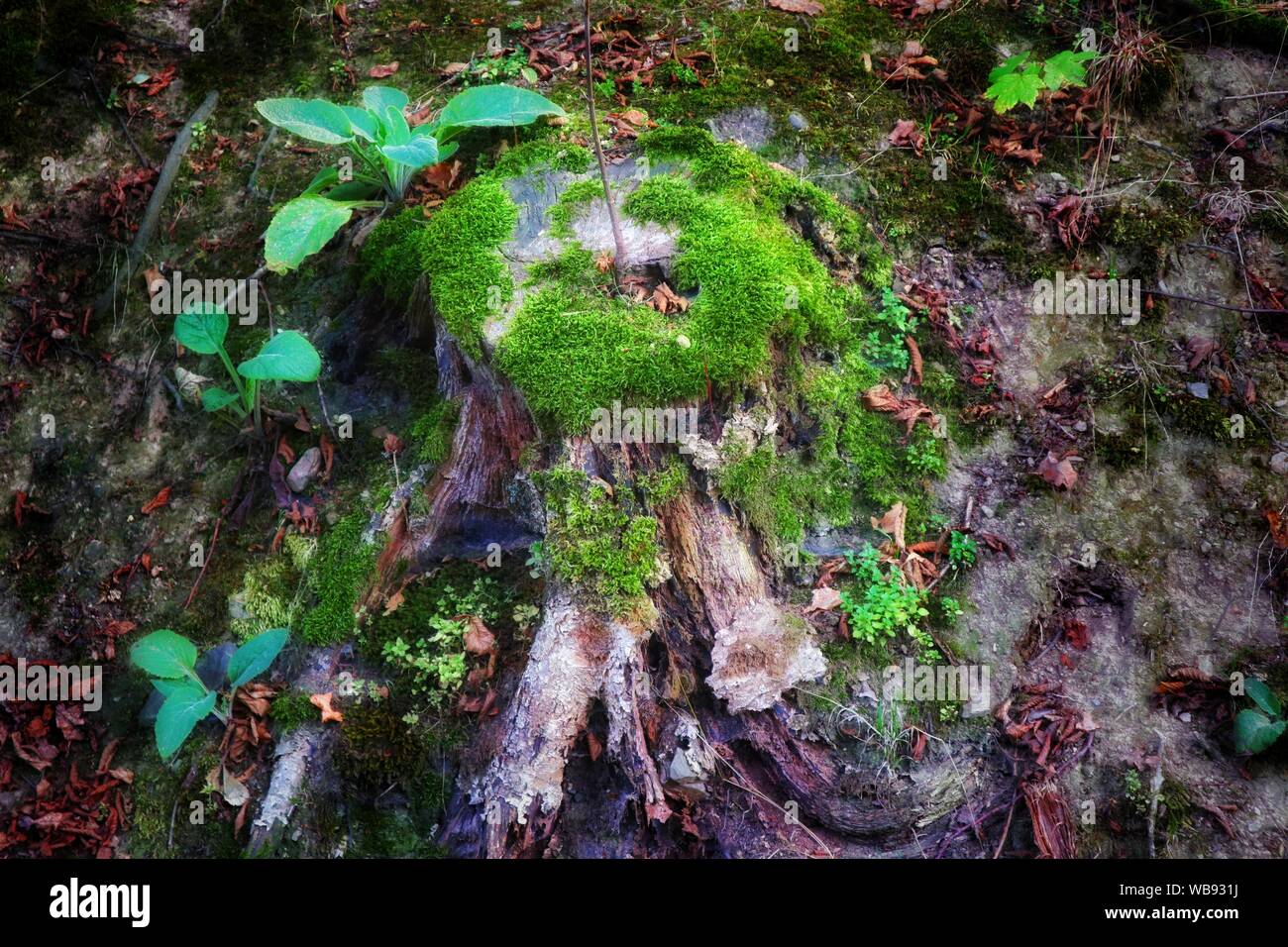 Vecchio albero moncone ricoperta con Moss in un ambiente Fairytale-Like Foto Stock