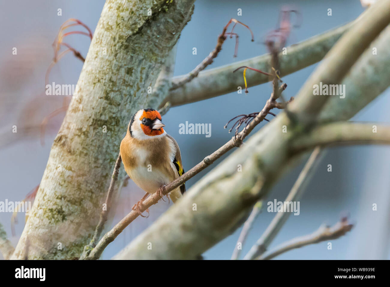 Cardellino seduto tra i rami degli alberi. Foto Stock