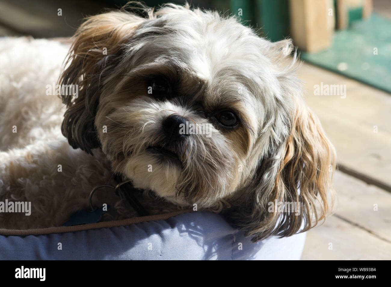 Primo piano di un simpatico cane,Shih Tzu Bichon Frise razza guardando la fotocamera Foto Stock