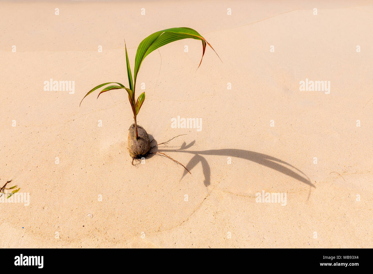 Giovani palme da cocco albero sulla spiaggia di sabbia in isola tropicale. Foto Stock