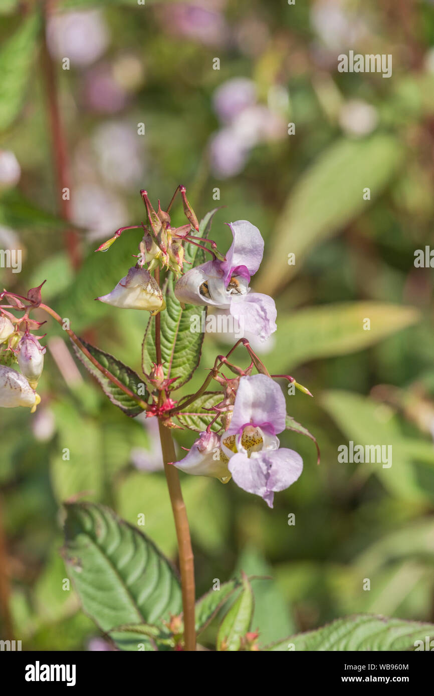 Fiori e foglie superiori della fastidiosa himalayana / Balsamina Impatiens glandulifera - che ama i terreni umidi / massa, riversides, sulle rive dei fiumi. Foto Stock