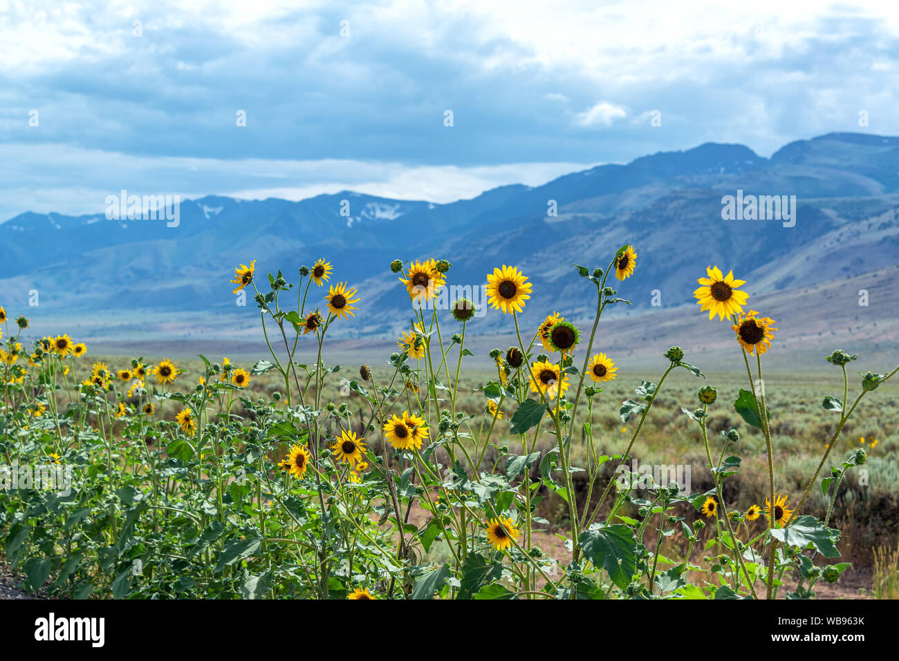 Fiori di campo giallo con la Steens Mountain Range in background nel sud-est della Oregon Foto Stock