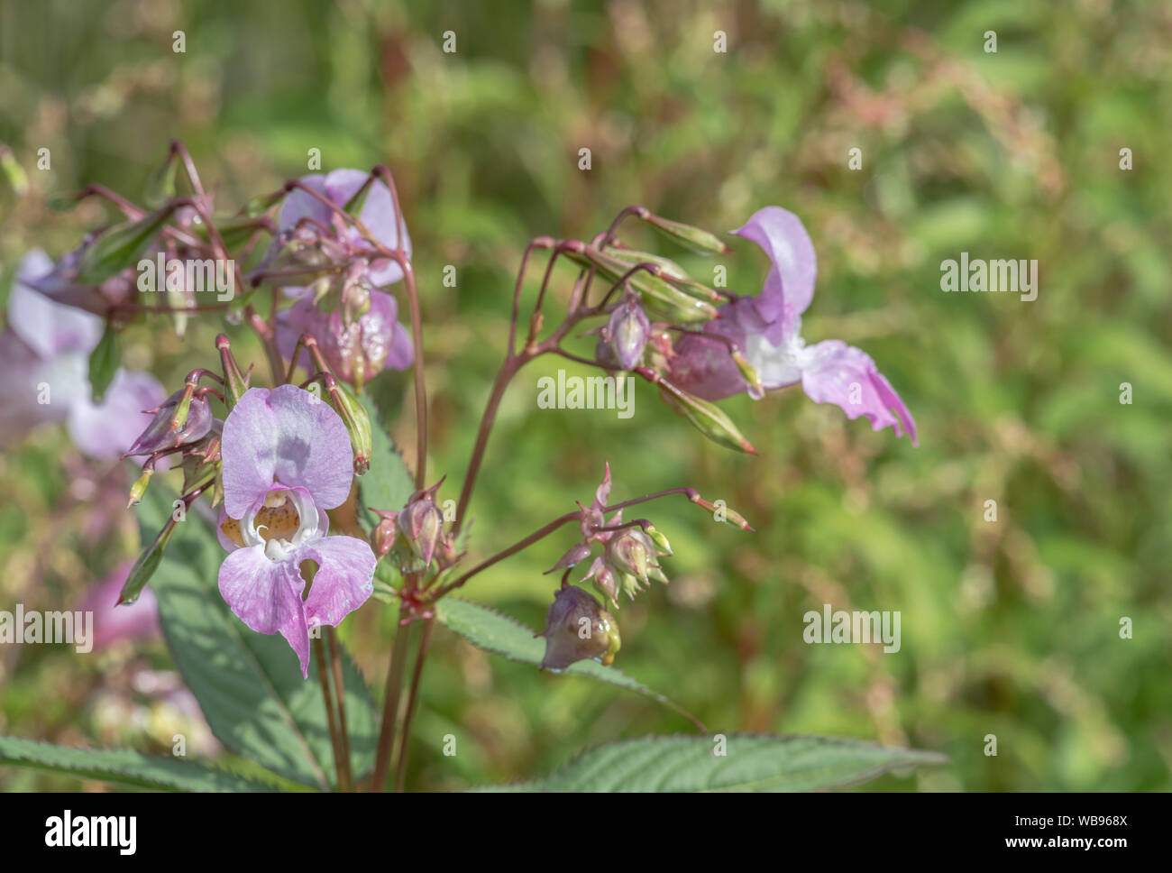 Fiori e foglie superiori della fastidiosa himalayana / Balsamina Impatiens glandulifera - che ama i terreni umidi / massa, riversides, sulle rive dei fiumi. Foto Stock