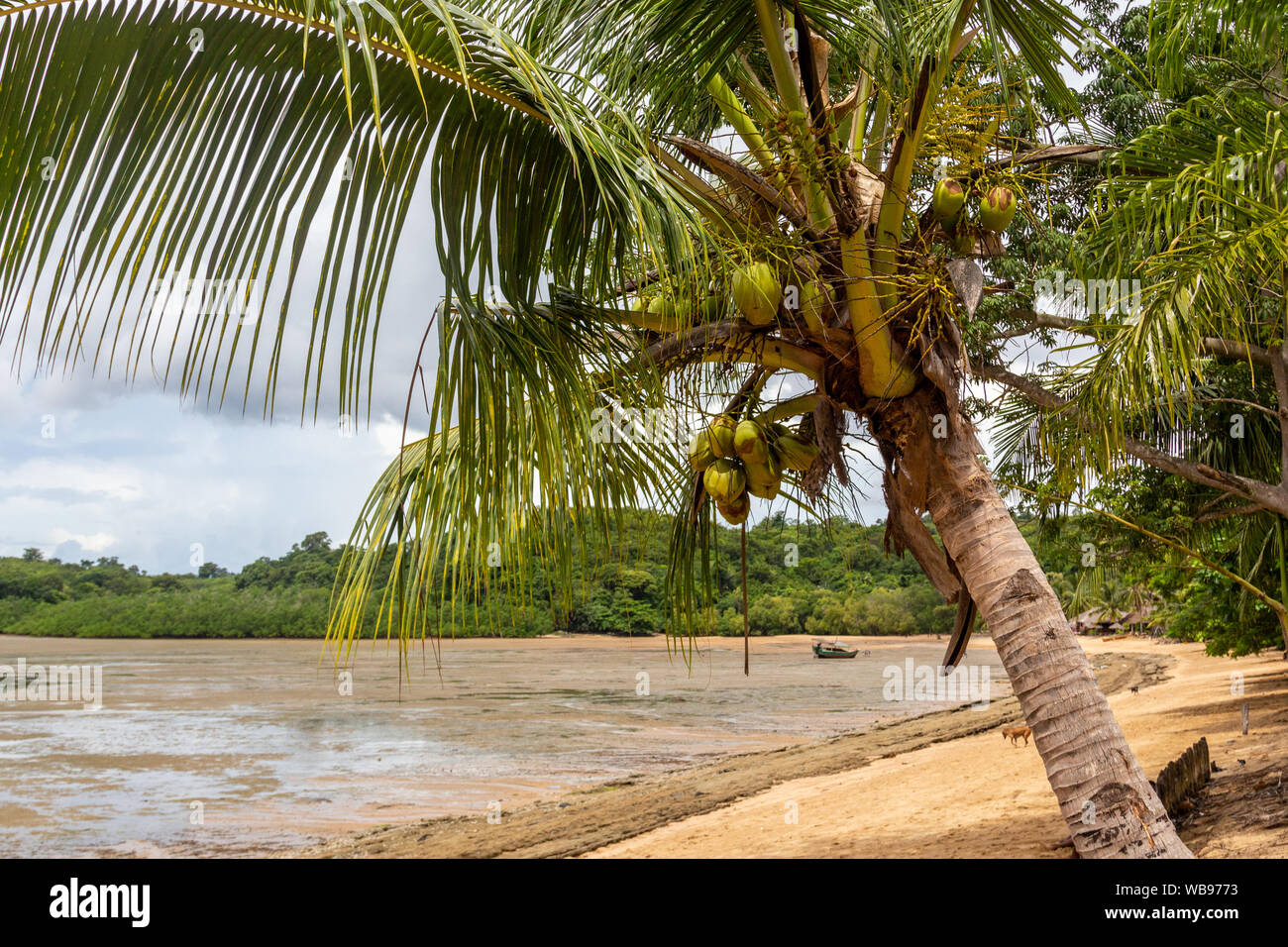 Spiaggia con palme a riflusso a Nosy Be Island in Madagascar, Nosy Be, Africa Foto Stock