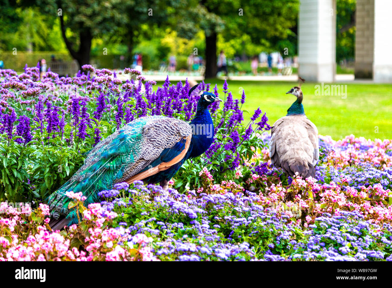 Peacock e peahen in un letto di fiori a Lazienki Krolewskie (Royals Parco delle Terme), Varsavia, Polonia Foto Stock