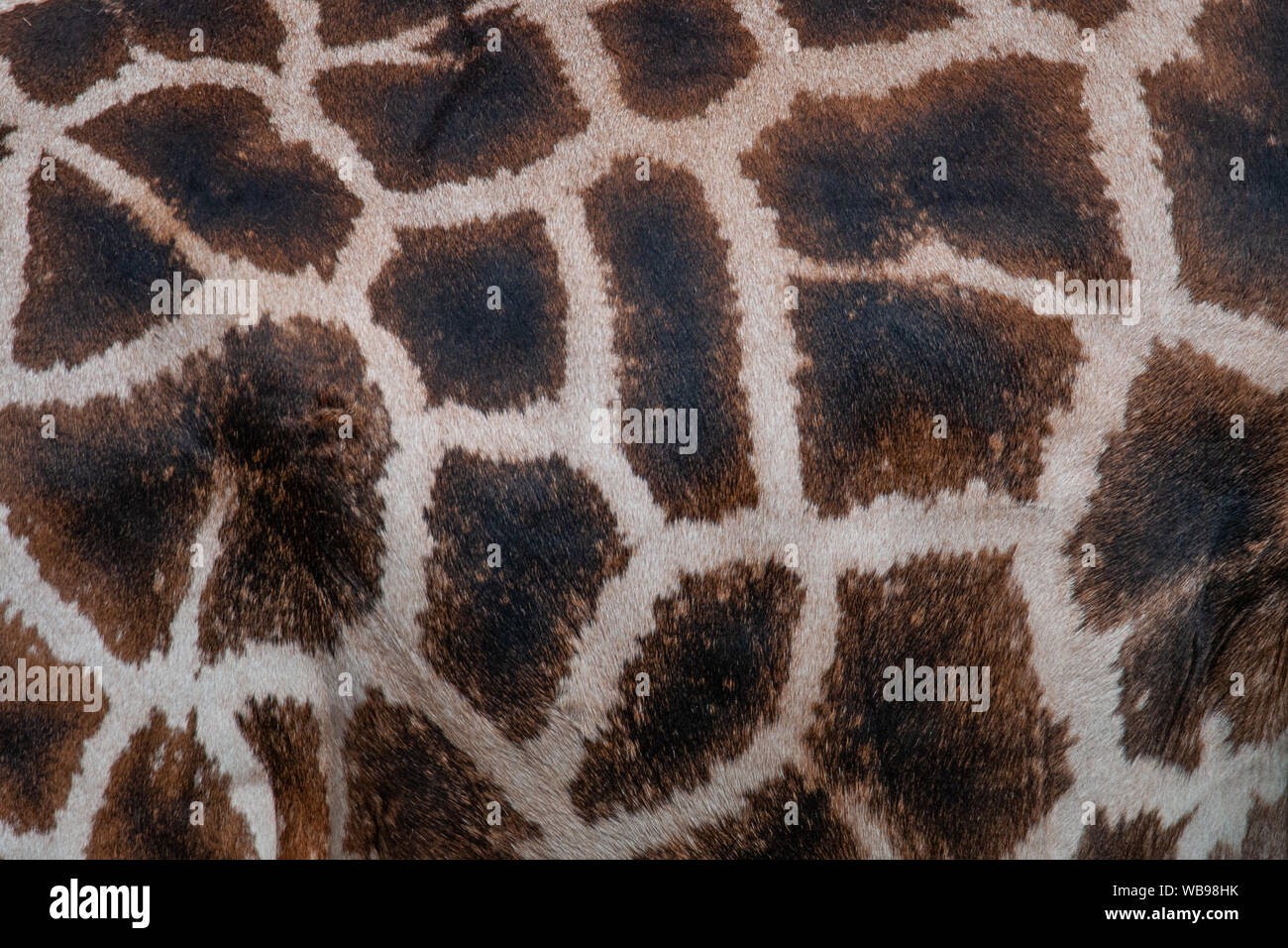 La Rothschild Giraffe (Giraffa camelopardis rothschildi) pelle, un bellissimo mammifero che vive nelle savane africane Foto Stock