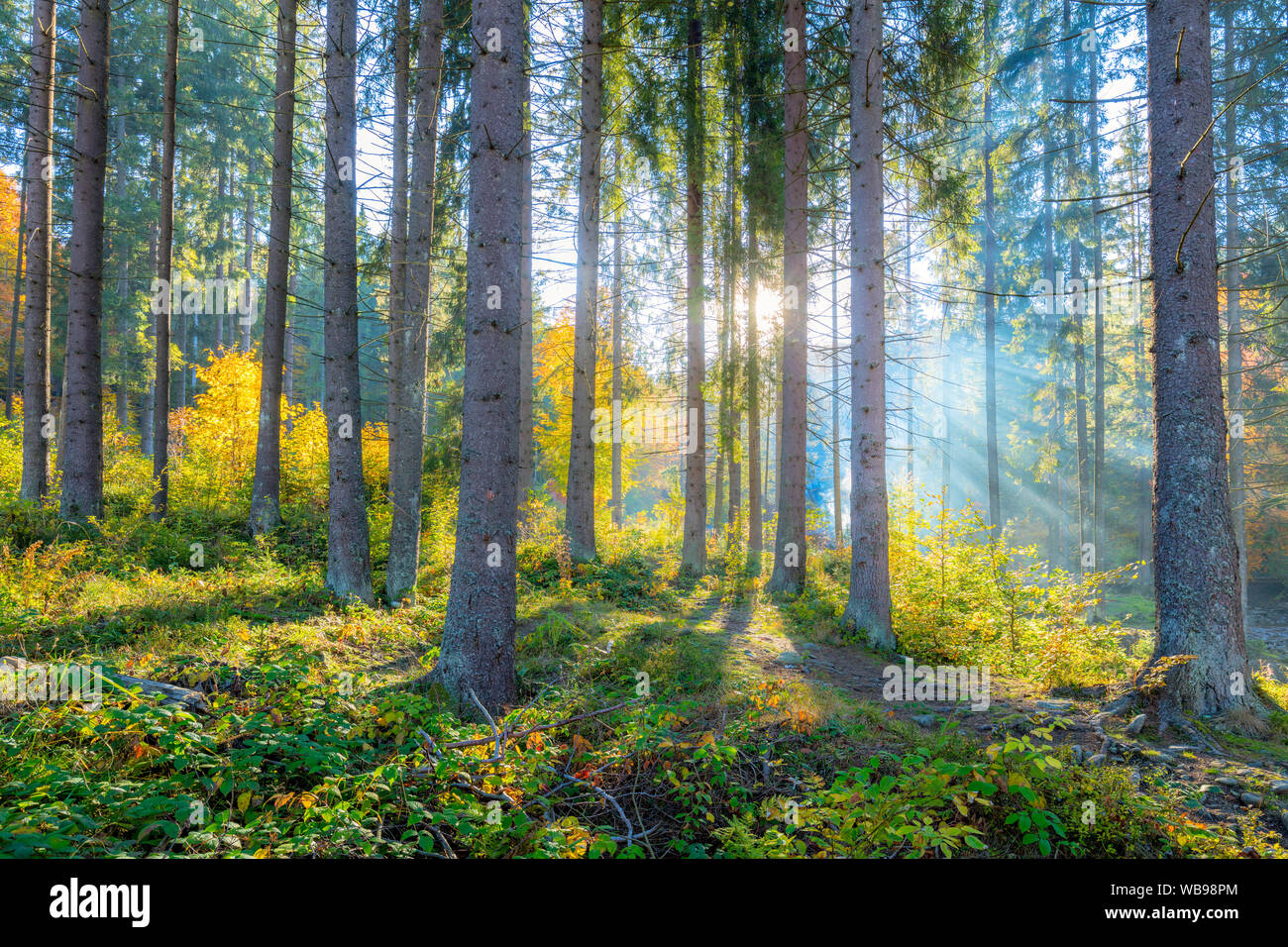 Bella mattina in scena la foresta con raggi di sole e ombre lunghe, vera luce solare, paesaggio naturale Foto Stock
