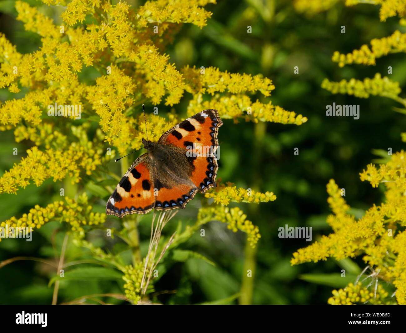 Butterfly peacock occhio su fiori di oro nettari Bevande Foto Stock