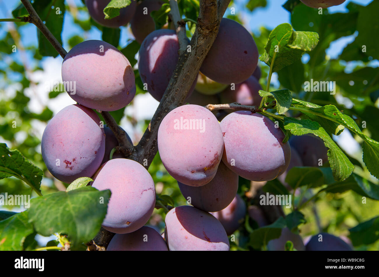 Prugna ramo di albero con foglie e frutti Foto Stock