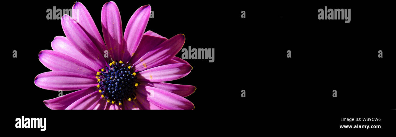 Primo piano di un viola dimorphoteca fiore (African daisy) in uno sfondo nero con spazio di copia Foto Stock