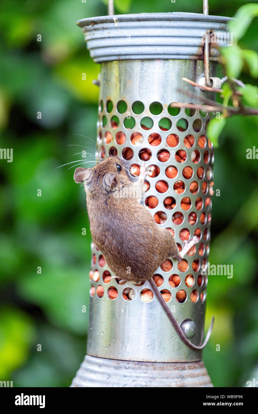 Casa mouse (Mus musculus) mangiare noccioline da un uccello alimentatore in Lytham, Lancashire, Inghilterra, Regno Unito Foto Stock