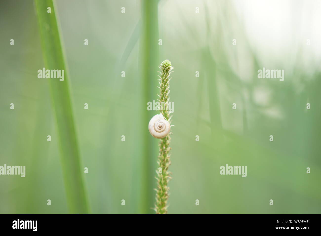 Bianco Shell lumaca seduti sul prato verde di close-up Foto Stock