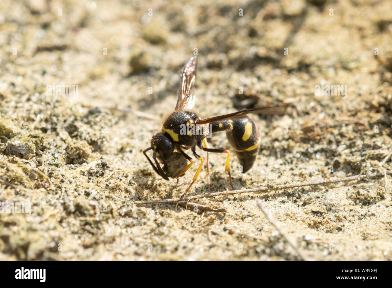 Heath potter wasp (Eumenes coarctatus) raccogliere una palla di argilla per costruire un nido pot a Surrey brughiera sito, England, Regno Unito Foto Stock