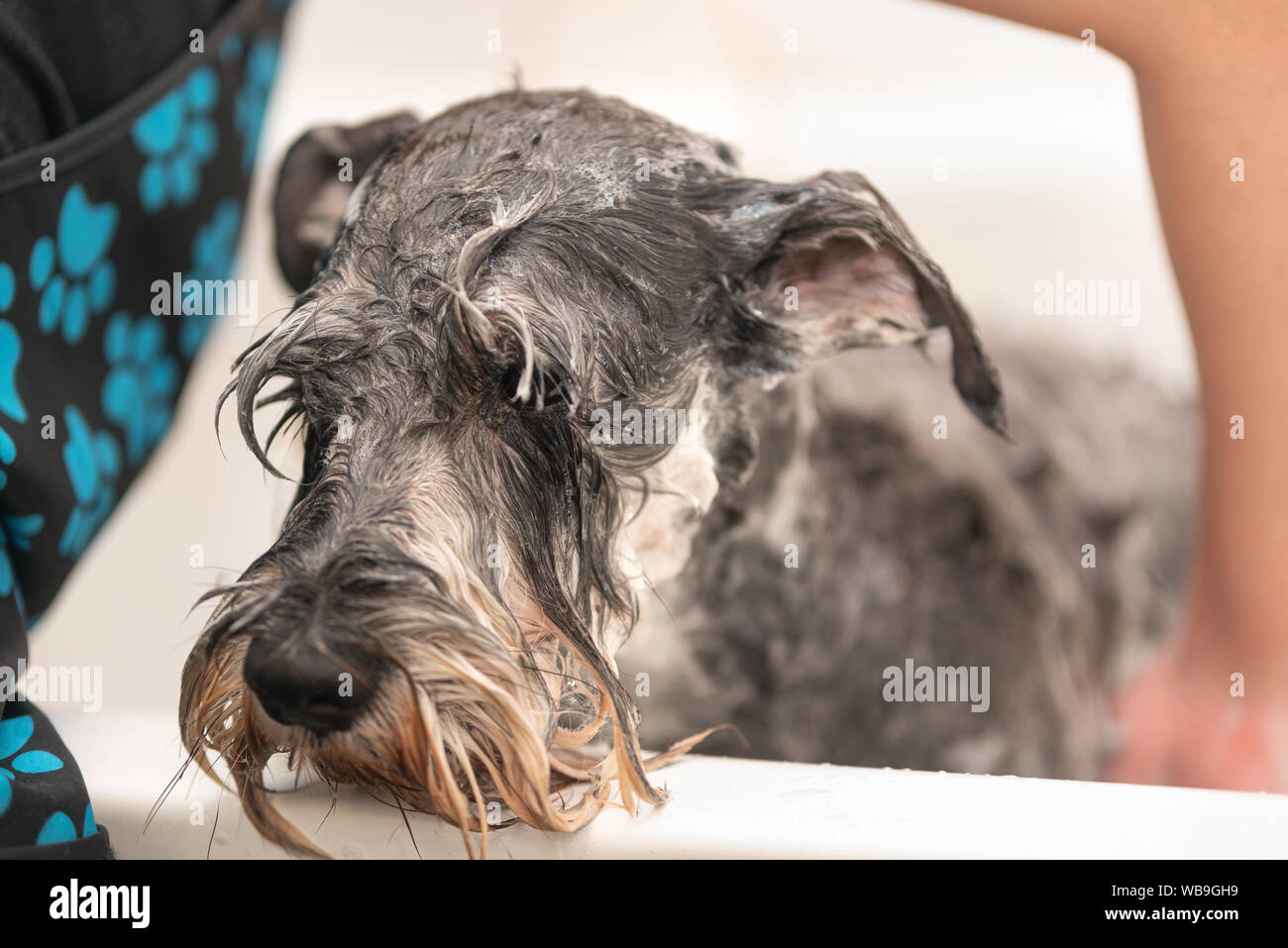 Professional pet groomer lavaggio del cane faccia con shampoo in pet toelettatura. Close up . Foto Stock