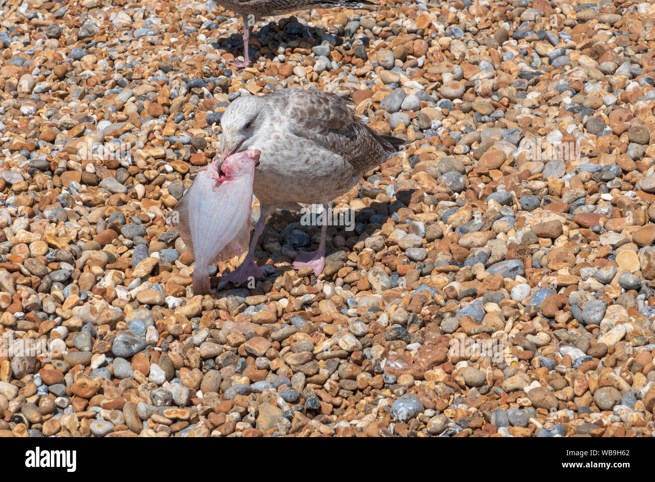 Gabbiano giovanile di aringa con pesce piatto, Hastings, Sussex orientale, Regno Unito Foto Stock
