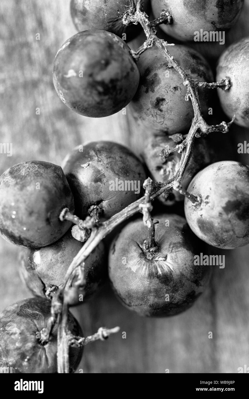 Una macro shot di moscato uva (Vitis rotundifolia) rivela il frutto di violaceo-pelle nera e la vite è serrata la corteccia e presenta verrucosa germogli. Foto Stock