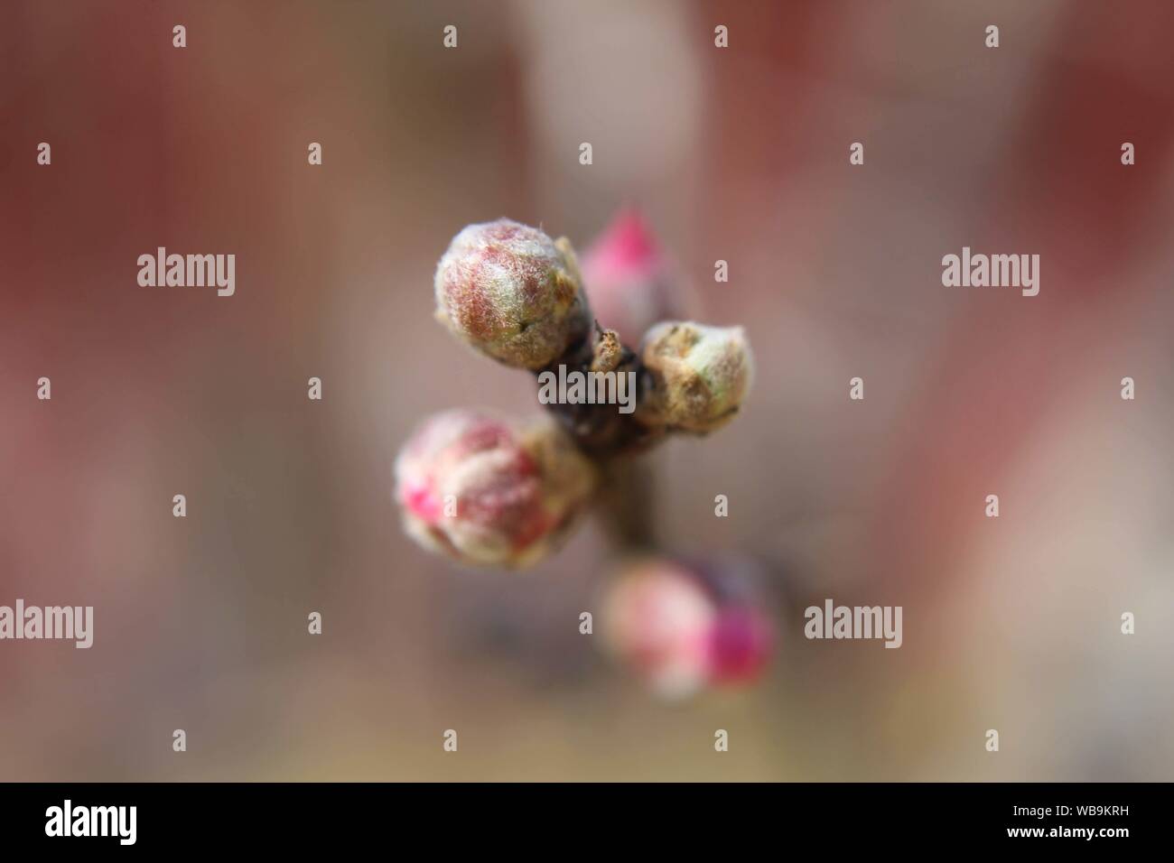 Pesca dei boccioli su un ramo Foto Stock