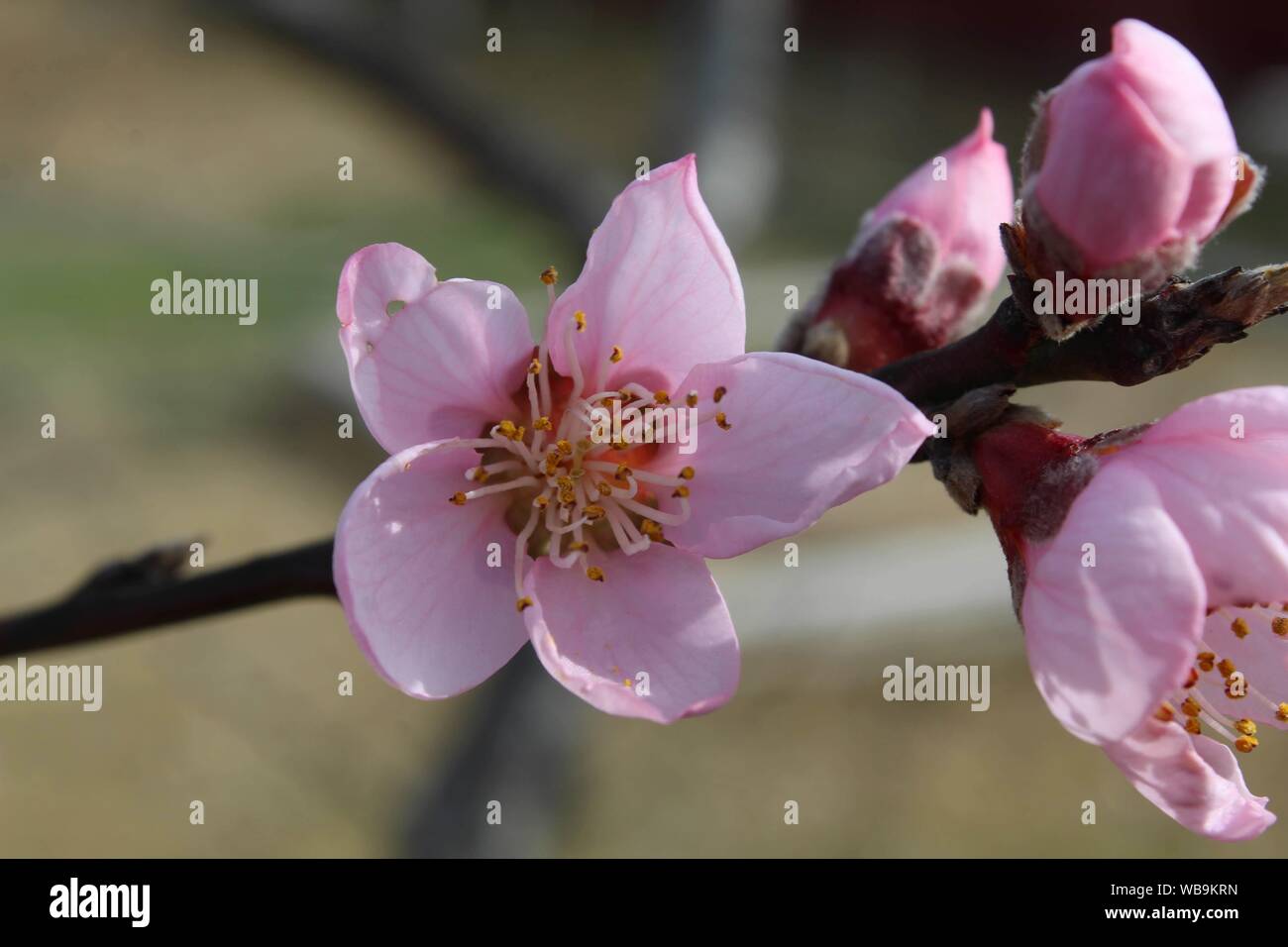 Monoica Peach blossom su un ramo Foto Stock