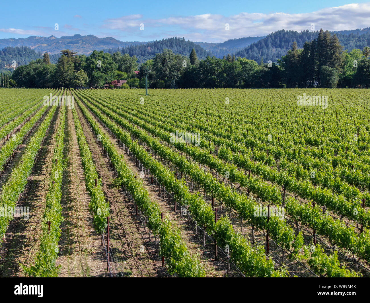 Vista aerea del vigneto in Napa Valley. Napa County in California's Wine Country. Paesaggio di vigneti. Foto Stock