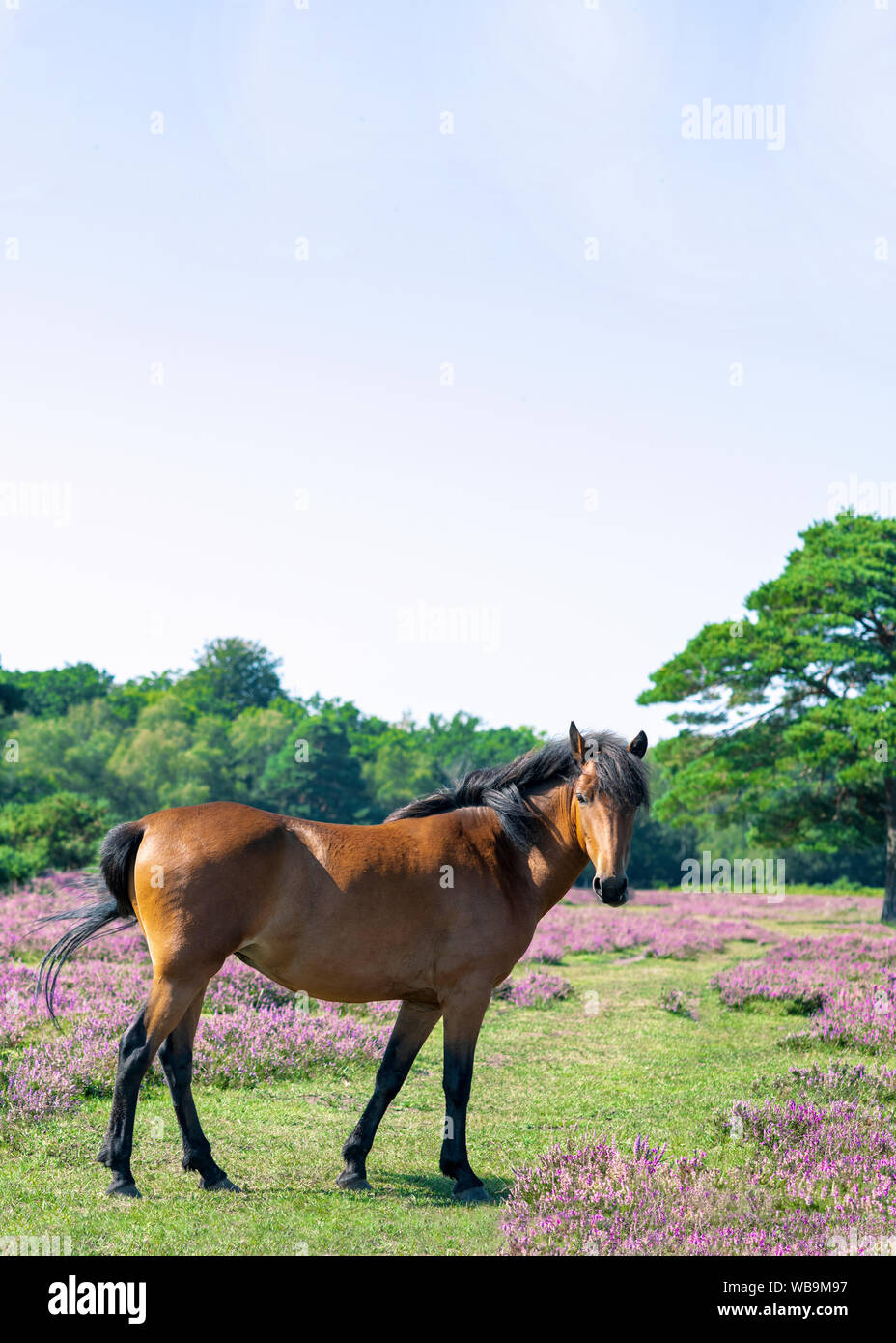 L'immagine verticale di castagna cavallo dalla nuova foresta con heather in background , mezza vuota per spazio copia testo, ideale per poster Foto Stock
